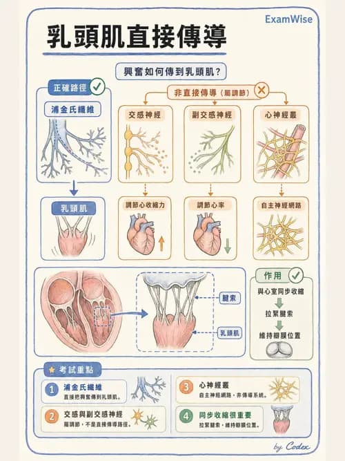呼吸治療師 - 心臟與循環解剖 - AI 圖文解析預覽