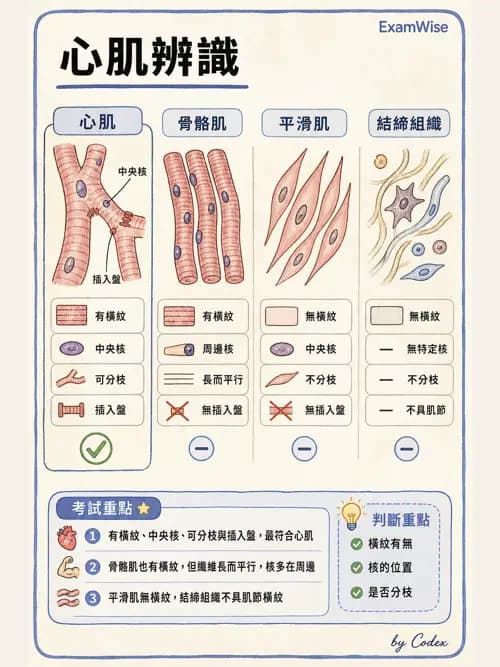 呼吸治療師 - 心臟與循環解剖 - AI 圖文解析預覽