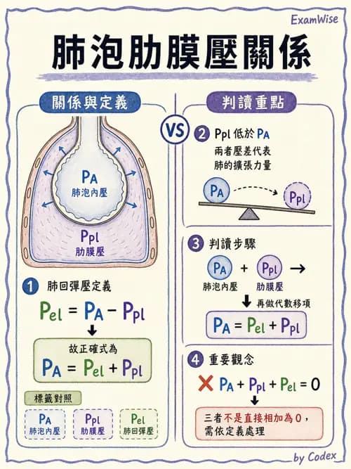 呼吸治療師 - 通氣、呼吸力學與控制 - AI 圖文解析預覽