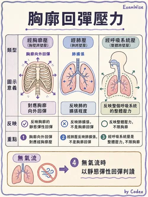 呼吸治療師 - 通氣、呼吸力學與控制 - AI 圖文解析預覽