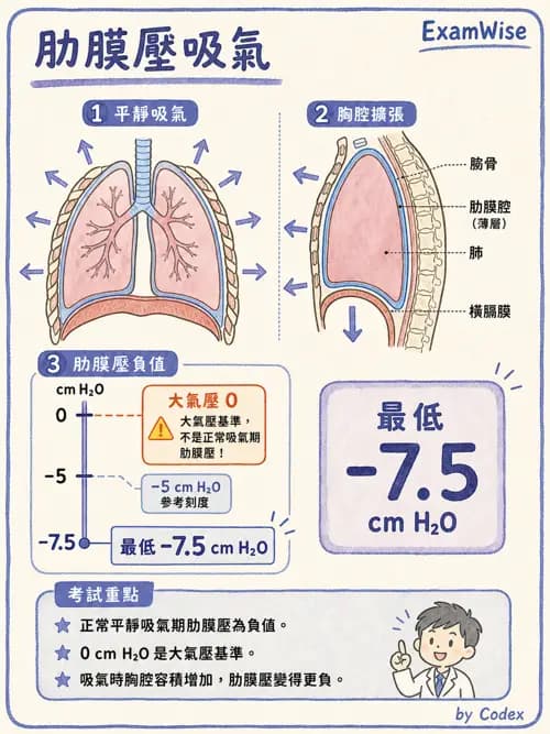 呼吸治療師 - 通氣、呼吸力學與控制 - AI 圖文解析預覽