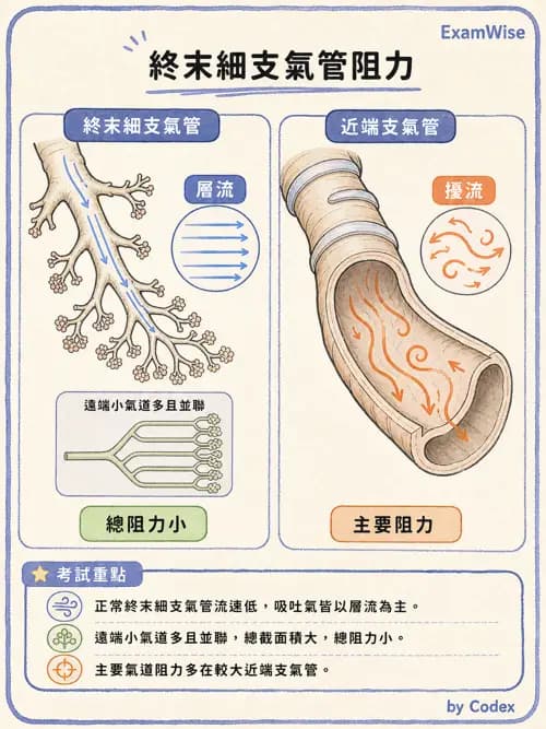 呼吸治療師 - 通氣、呼吸力學與控制 - AI 圖文解析預覽
