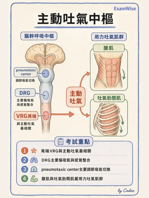 呼吸治療師 - 通氣、呼吸力學與控制 - AI 圖文解析預覽
