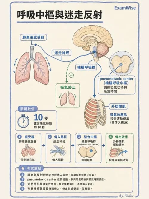 呼吸治療師 - 通氣、呼吸力學與控制 - AI 圖文解析預覽