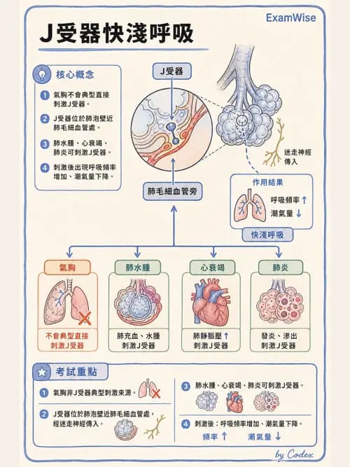 呼吸治療師 - 通氣、呼吸力學與控制 - AI 圖文解析預覽