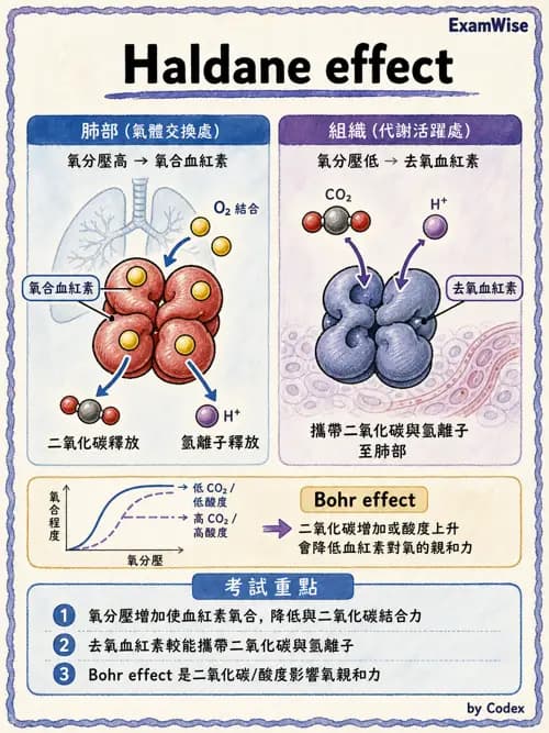 呼吸治療師 - 氣體擴散、交換與肺部代謝 - AI 圖文解析預覽