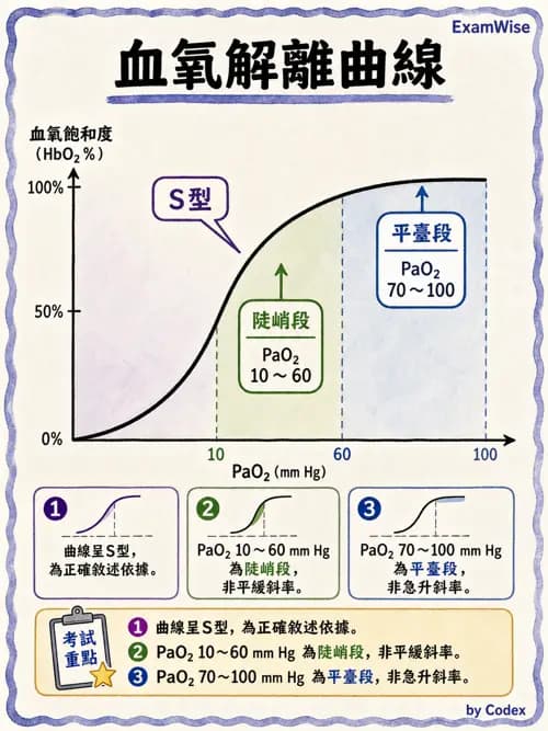 呼吸治療師 - 氣體擴散、交換與肺部代謝 - AI 圖文解析預覽