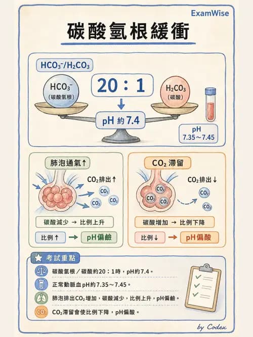 呼吸治療師 - 酸鹼平衡與腎臟生理 - AI 圖文解析預覽