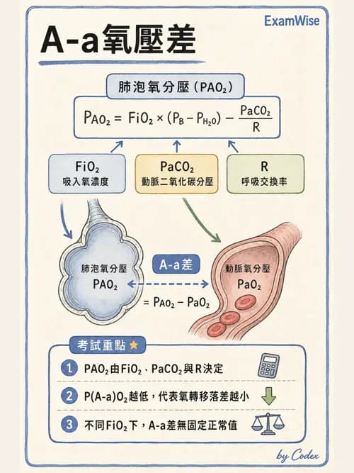 呼吸治療師 - 氣體擴散、交換與肺部代謝 - AI 圖文解析預覽