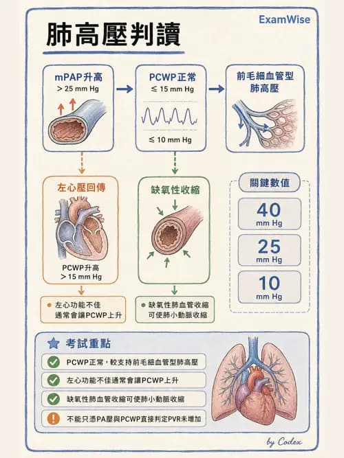 呼吸治療師 - 心臟生理與血液動力學 - AI 圖文解析預覽