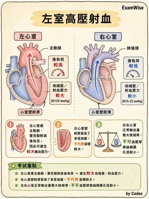 呼吸治療師 - 心臟生理與血液動力學 - AI 圖文解析預覽
