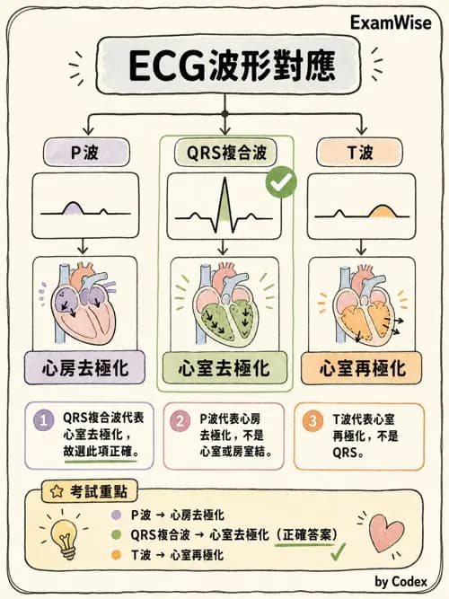 呼吸治療師 - 心臟生理與血液動力學 - AI 圖文解析預覽