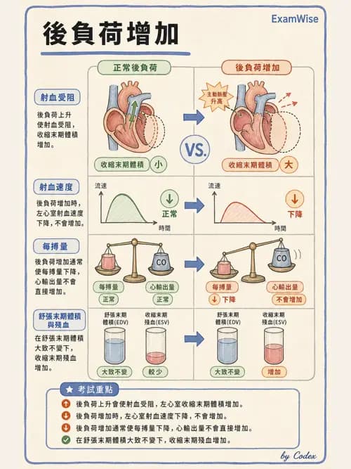 呼吸治療師 - 心臟生理與血液動力學 - AI 圖文解析預覽
