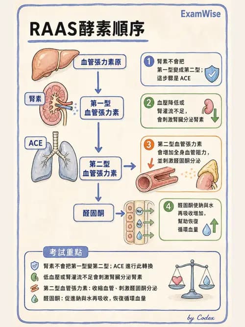 呼吸治療師 - 心臟生理與血液動力學 - AI 圖文解析預覽