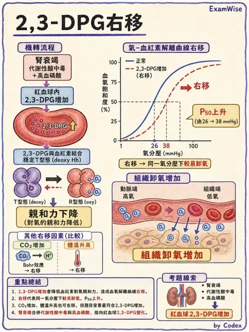 呼吸治療師 - 酸鹼平衡與腎臟生理 - AI 圖文解析預覽