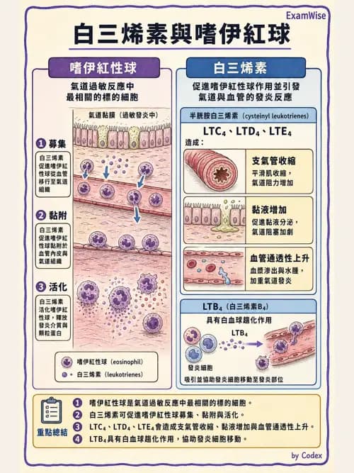 呼吸治療師 - 氣體擴散、交換與肺部代謝 - AI 圖文解析預覽