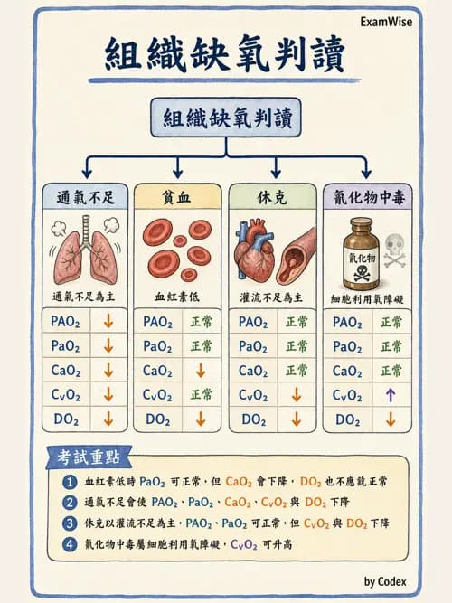 呼吸治療師 - 氣體擴散、交換與肺部代謝 - AI 圖文解析預覽