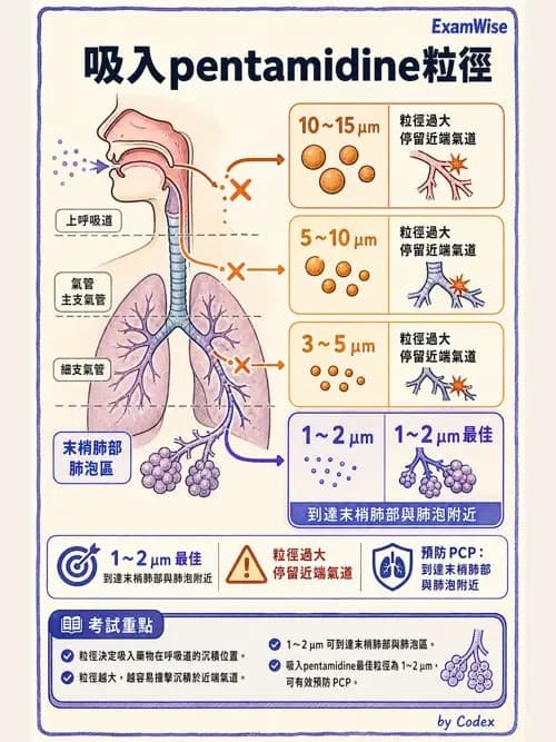 呼吸治療師 - 呼吸系統藥物 - AI 圖文解析預覽