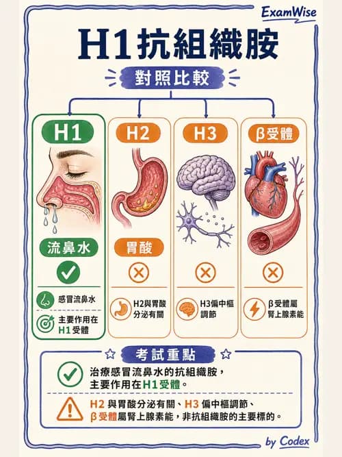 呼吸治療師 - 呼吸系統藥物 - AI 圖文解析預覽