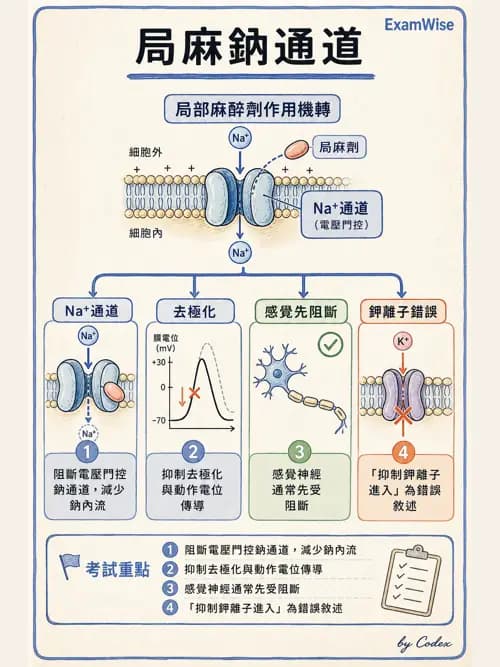 呼吸治療師 - 神經系統藥物 - AI 圖文解析預覽