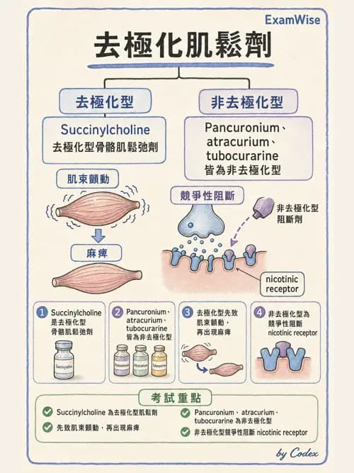 呼吸治療師 - 神經系統藥物 - AI 圖文解析預覽
