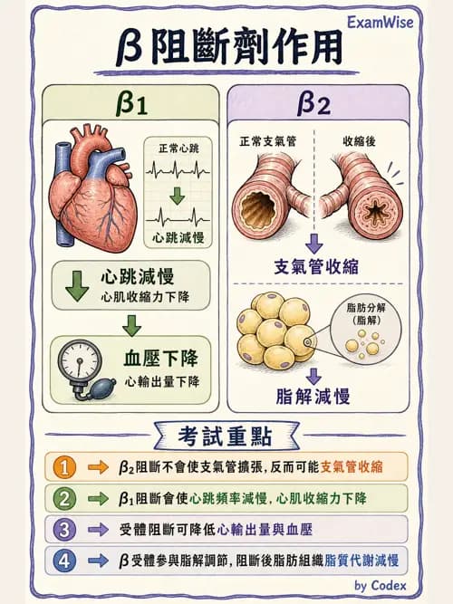 呼吸治療師 - 神經系統藥物 - AI 圖文解析預覽