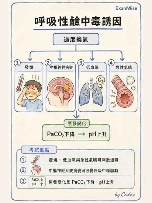 呼吸治療師 - 動脈血液氣體分析與氧合評估 - AI 圖文解析預覽