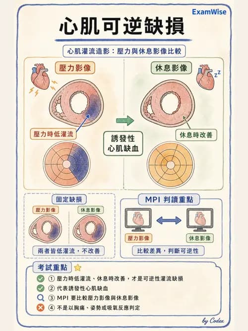 呼吸治療師 - 心血管評估與實驗室檢查 - AI 圖文解析預覽