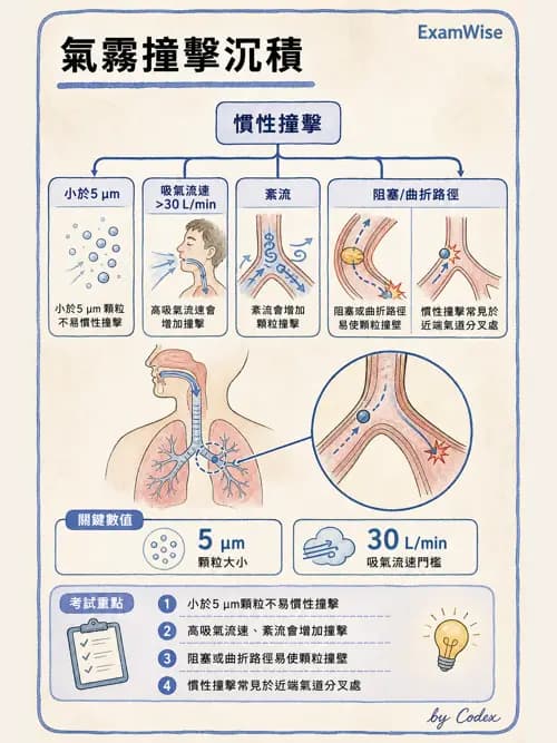 呼吸治療師 - 濕氣與霧氣治療 - AI 圖文解析預覽