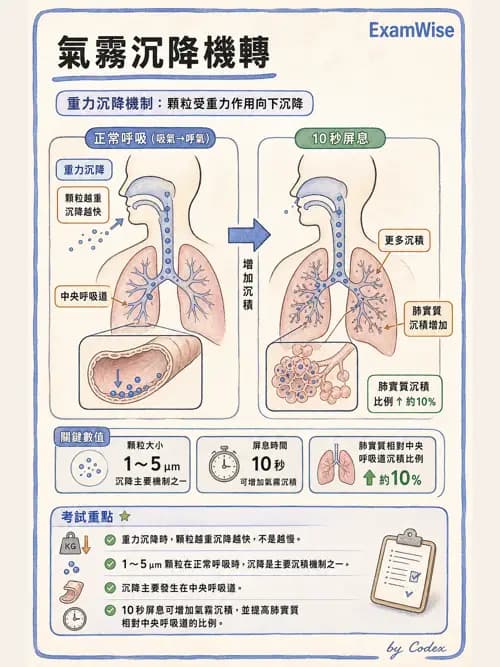 呼吸治療師 - 濕氣與霧氣治療 - AI 圖文解析預覽