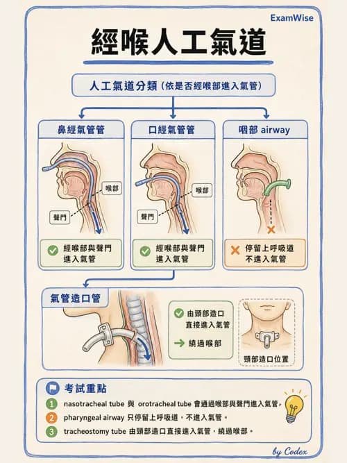 呼吸治療師 - 人工氣道處置 - AI 圖文解析預覽