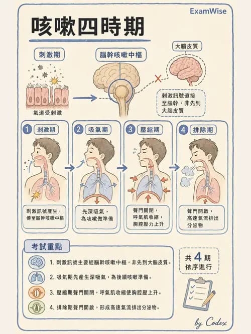 呼吸治療師 - 痰液清除與擴張治療 - AI 圖文解析預覽