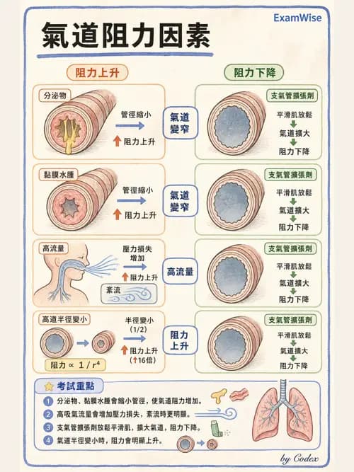 呼吸治療師 - 機械通氣生理 - AI 圖文解析預覽