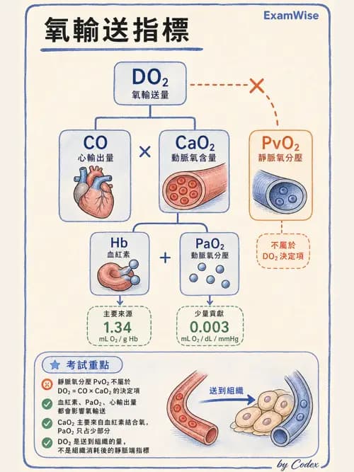呼吸治療師 - 呼吸器監測與評估 - AI 圖文解析預覽