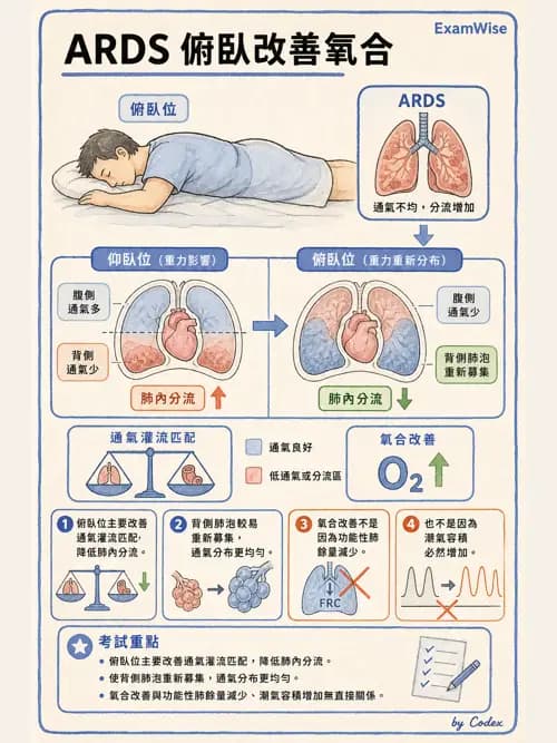 呼吸治療師 - ARDS與呼吸衰竭 - AI 圖文解析預覽
