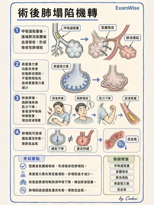 呼吸治療師 - 術後與其他呼吸重症 - AI 圖文解析預覽