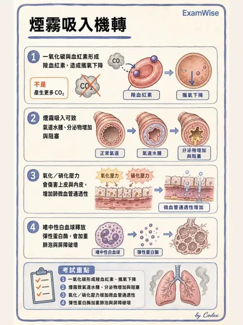 呼吸治療師 - 術後與其他呼吸重症 - AI 圖文解析預覽