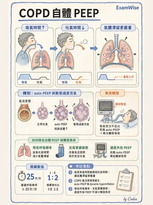 呼吸治療師 - 心臟疾病與COPD重症 - AI 圖文解析預覽