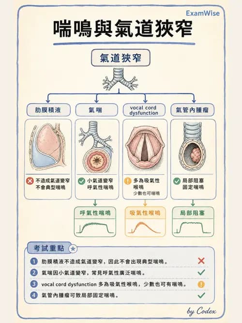 呼吸治療師 - 慢性氣道疾病 - AI 圖文解析預覽