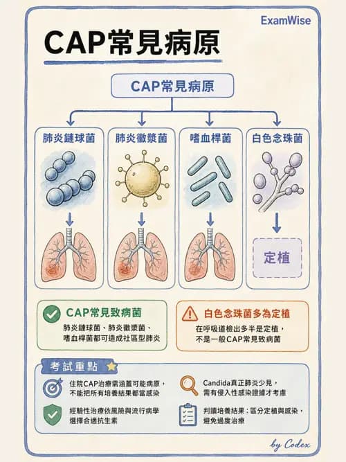 呼吸治療師 - 感染性肺疾 - AI 圖文解析預覽