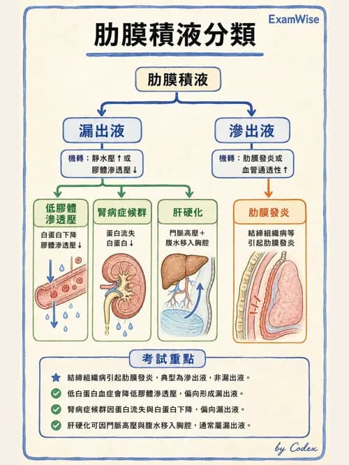 呼吸治療師 - 外力傷害與胸廓病變 - AI 圖文解析預覽