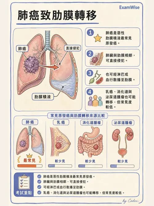 呼吸治療師 - 神經肌肉病變與腫瘤 - AI 圖文解析預覽