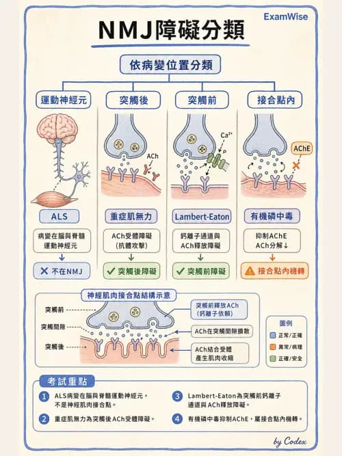 呼吸治療師 - 神經肌肉病變與腫瘤 - AI 圖文解析預覽