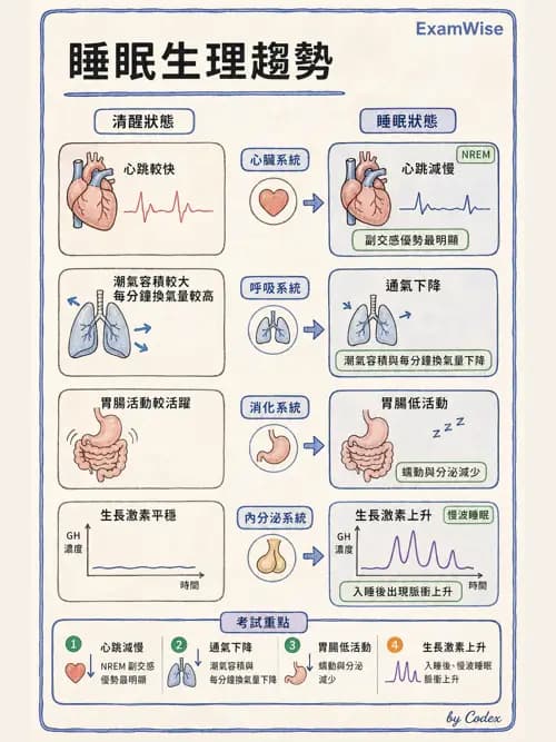 呼吸治療師 - 睡眠相關呼吸障礙 - AI 圖文解析預覽