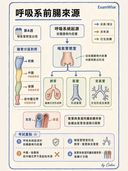 呼吸治療師 - 呼吸系統構造與發展 - AI 圖文解析預覽