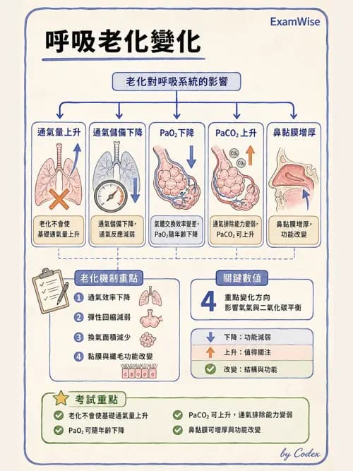 呼吸治療師 - 呼吸系統構造與發展 - AI 圖文解析預覽