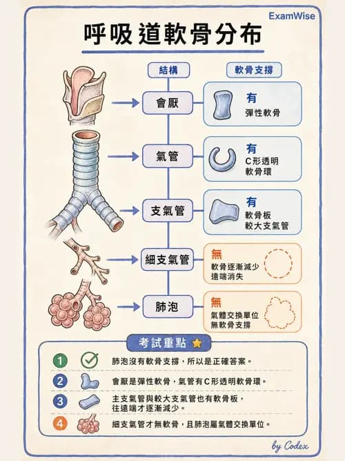 呼吸治療師 - 呼吸系統構造與發展 - AI 圖文解析預覽