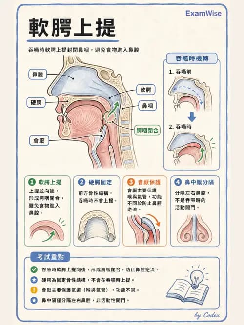 呼吸治療師 - 呼吸系統構造與發展 - AI 圖文解析預覽
