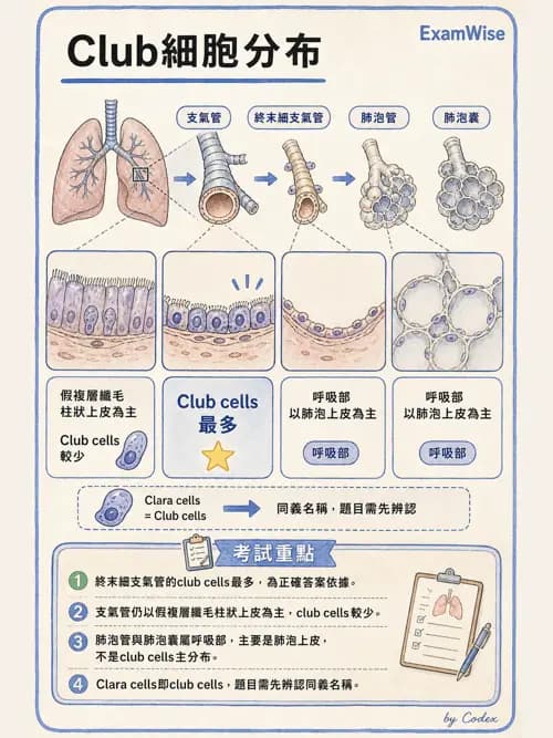 呼吸治療師 - 呼吸系統構造與發展 - AI 圖文解析預覽