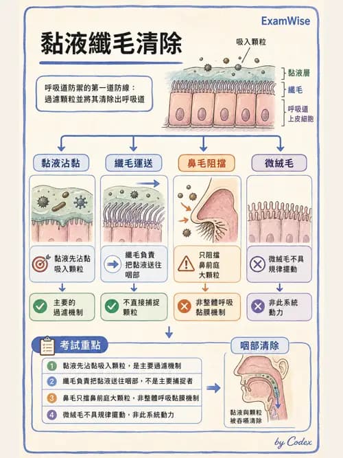 呼吸治療師 - 呼吸系統構造與發展 - AI 圖文解析預覽